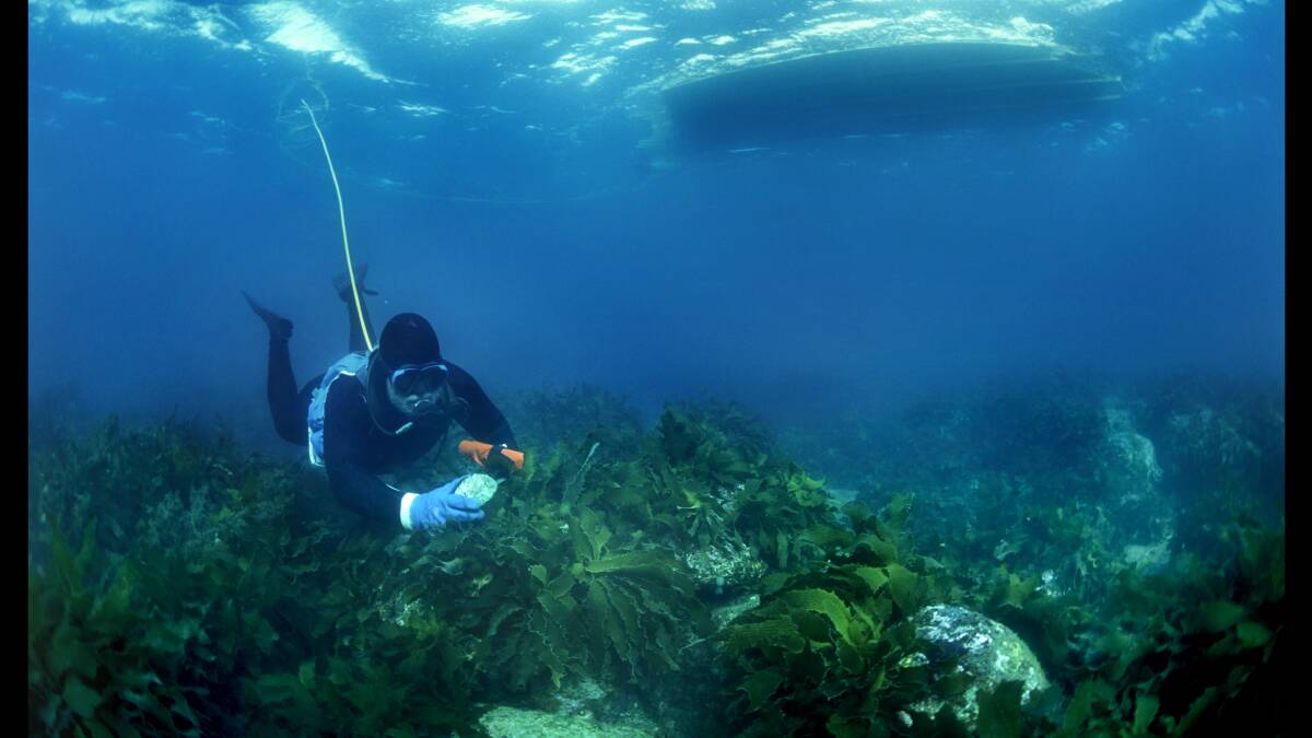 An abalone diver harvests wild abalone off Victoria's coast.
