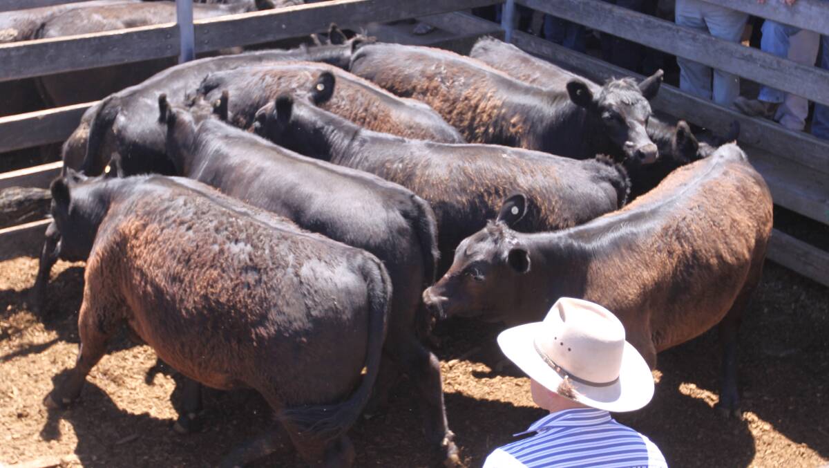 Premium: Steer weaners with EU accreditation sold well at Casterton.