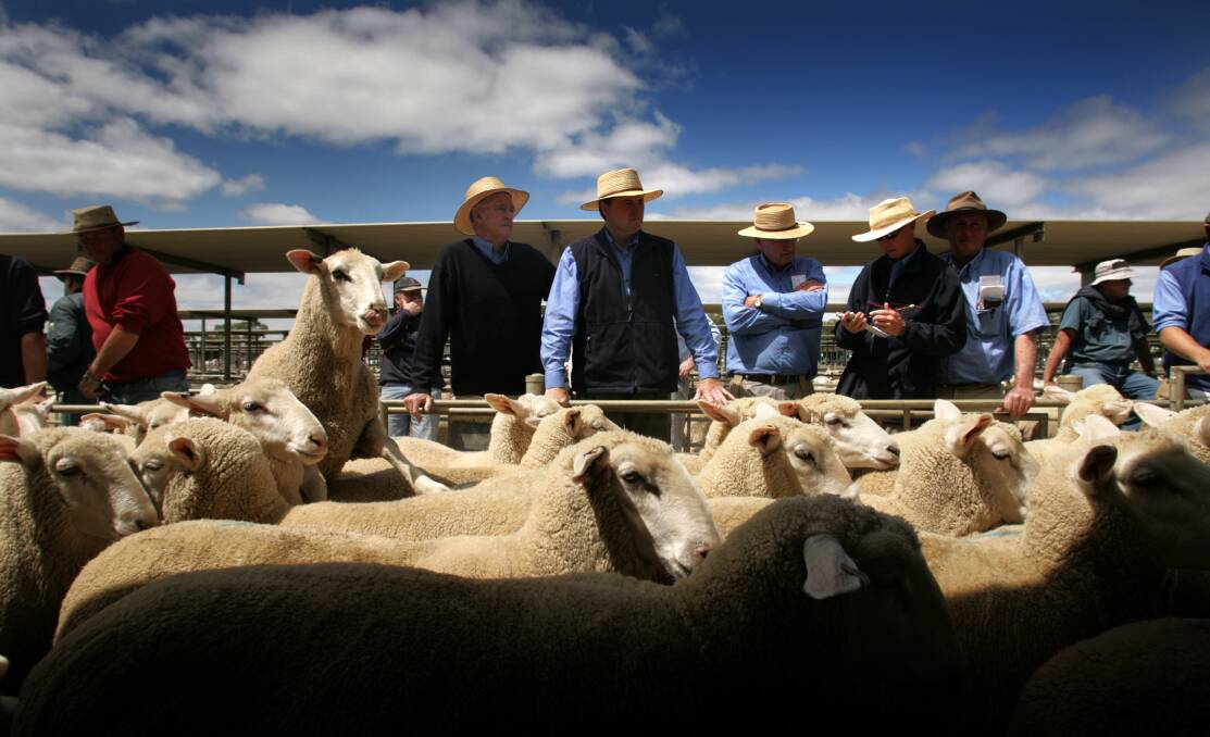 Going high: Lamb prices are expected to again reach stellar levels next month when the first Western District spring lambs come on the market.