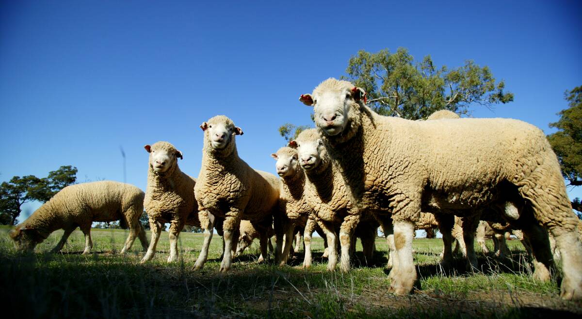 Good returns: Victorian sheep and dairy farmers are among the most optimistic about improved returns next year with south-west farmers among the most upbeat about seasonal conditions.