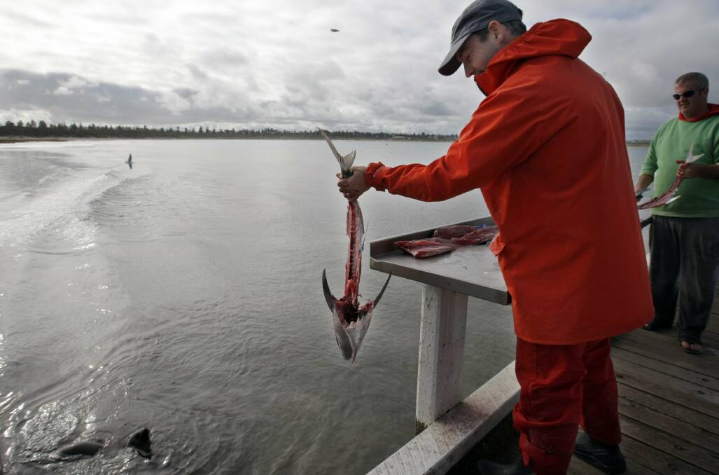OFF CUTS INTO THE SEA: Jackson Wilson, from Geelong, holds a tuna carcass over the water, one of many fishermen who clean and fillet at the fish cleaning tables on the Warrnambool boat ramp. They are in line for relocation. 