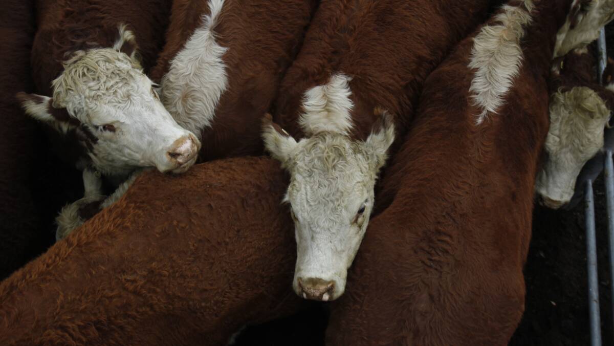 Agreement has been reached on a new language to describe beef production and processing.
