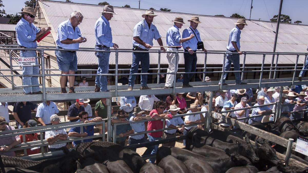 Not shifting: South-west producers still want to sell their weaner cattle at Hamilton despite the imminent opening of new saleyards at Mortlake, says Hamilton Livestock Agents Association president Heath Templeton.