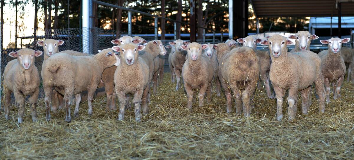 Off and racing: The spring lamb season at Hamilton has started well and new record prices could be set later this year. 