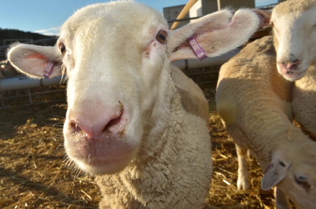 Gone: Lambs have been stolen from a farm on the Hamilton Highway at Berribank. 