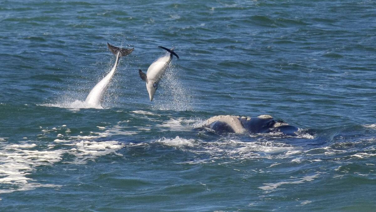 Southern Right Whales and dolphins off Logans Beach, Warrnambool. Picture: ROB GUNSTONE