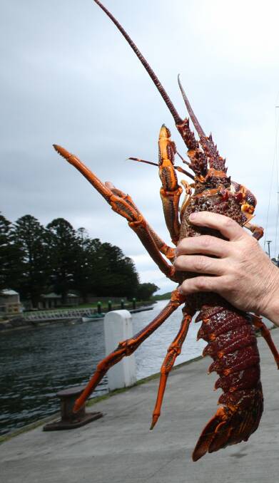 Tales of the sea: Diving deep into port's rich cray fishing history