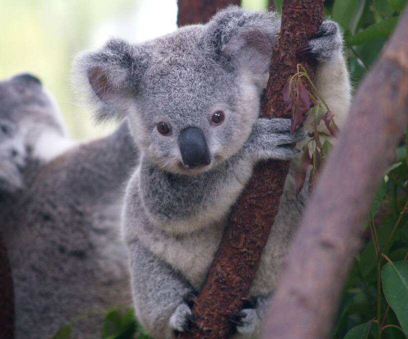 There's concern the high number of koalas at Framlingham could lead to over-grazing issues.