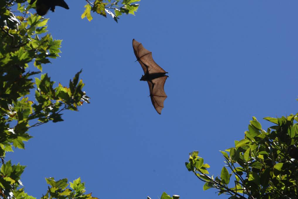 IN NEED OF HELP: Flying foxes in the Warrnambool Botanic Gardens can't deal with high temperatures. 