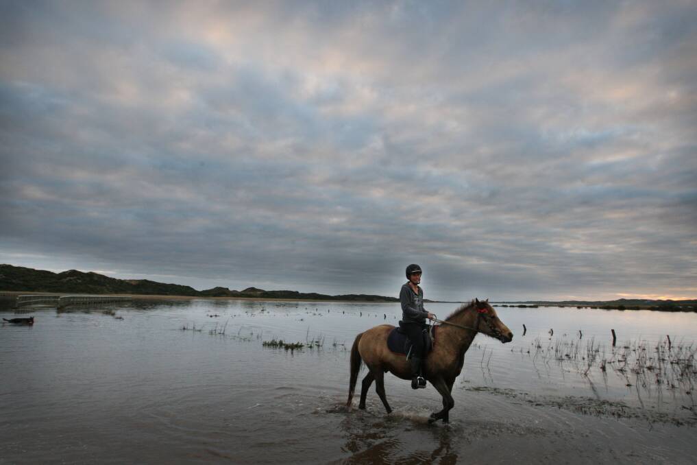Flashback: A horse and rider from Rundell's in a flooded Kellys Swamp. The trail riding business is under threat because of restrictions on horses on beaches.