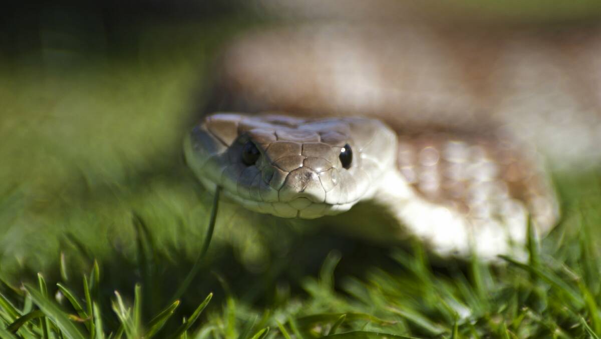 Love they neighbour: One reader wants us to appreciate tiger snakes.
