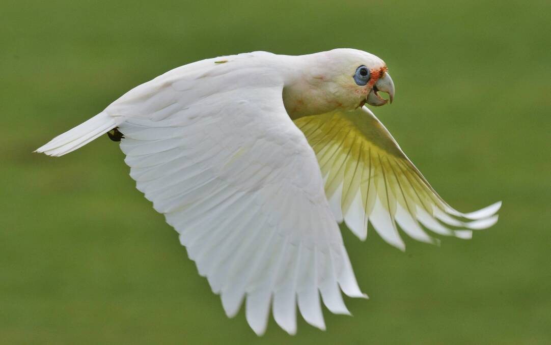 Corellas have been causing damage to Port Fairy's cricket ovals.