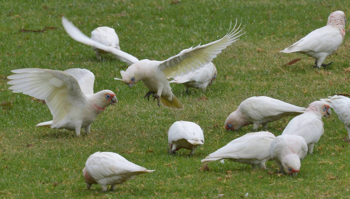 In a flap: Moyne Shire councillors' discussion about culling corellas causing damage at Port Fairy's cricket ovals has sparked some strong reactions.