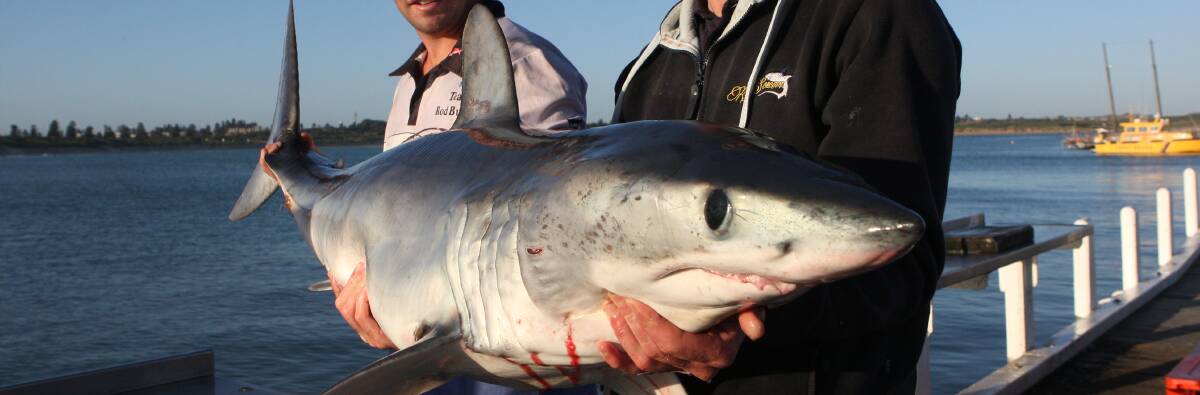 A minimum catch size for the popular game fish, mako sharks, has been abandoned.
