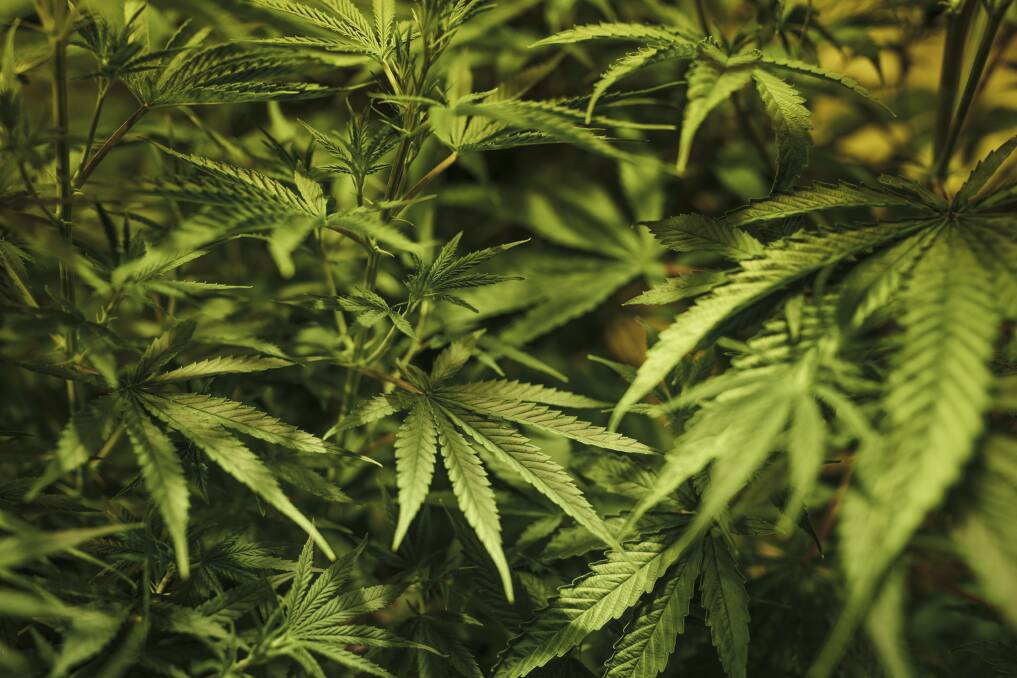 Man caught with nine cannabis plants growing around home