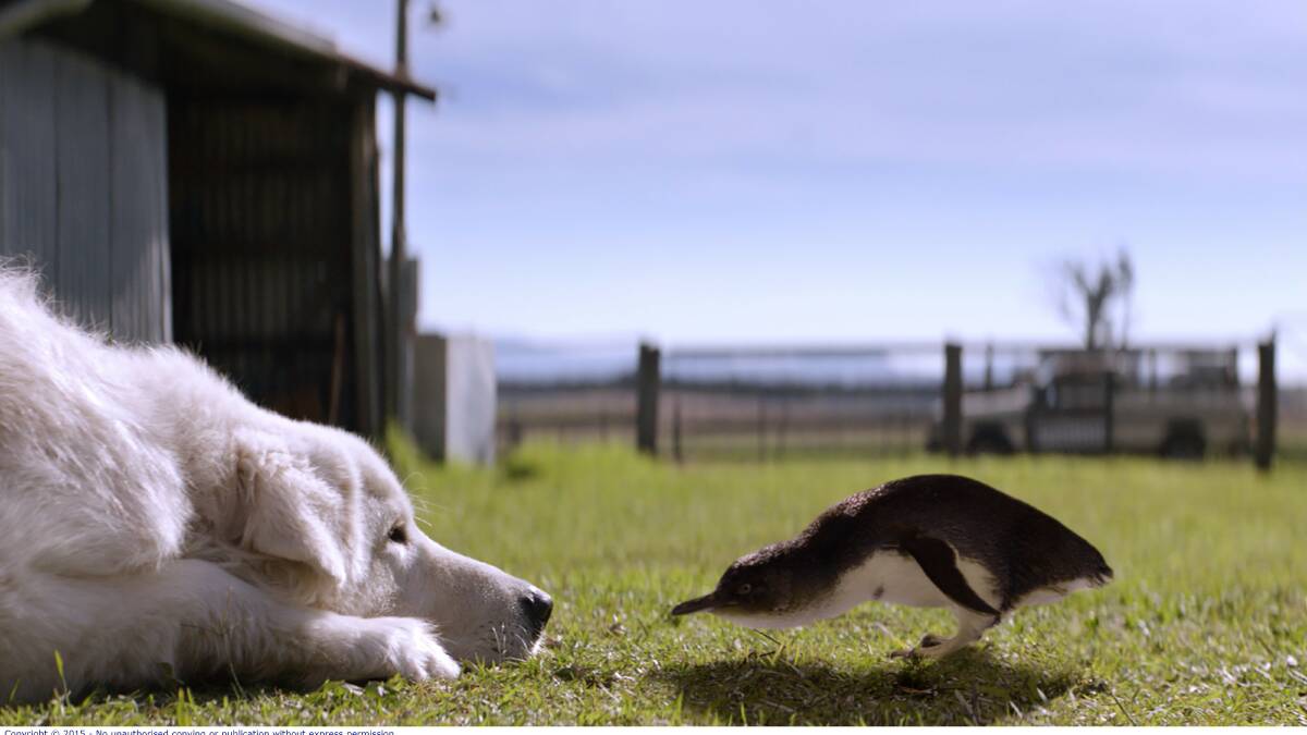 The Maremma dog playing Oddball in the movie gets up close with a fairy penguin.