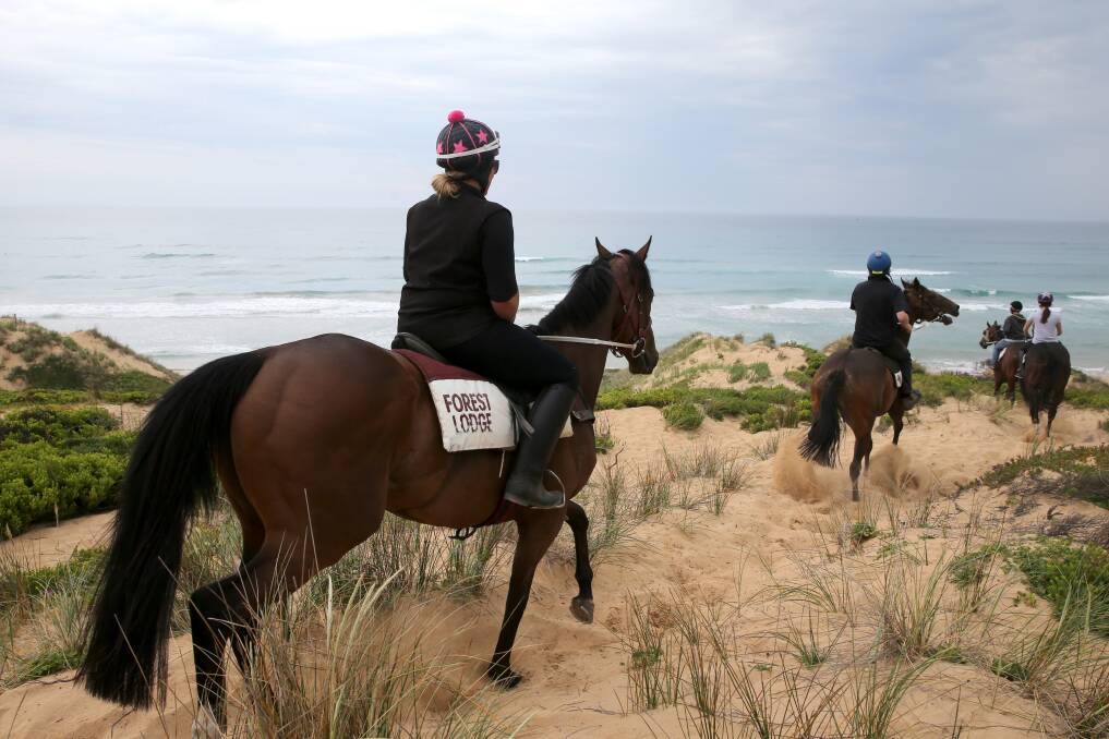 In work: Horses work in sand dunes at Levys Point. A new report says the area is sacred. Picture: Rob Gunstone