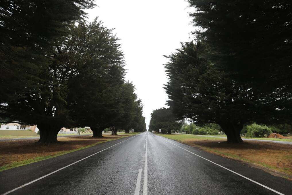 NEW GROWTH: A petition is asking Moyne Shire to reconsider using the same trees to replace Mortlake's iconic avenue of honour. It will be tabled at the monthly meeting on Tuesday. 