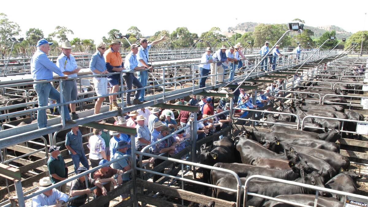 Satellite: The new lessee of the Camperdown saleyards aims to use it as a satellite to the regional saleyards it will open at Ballarat in June. 