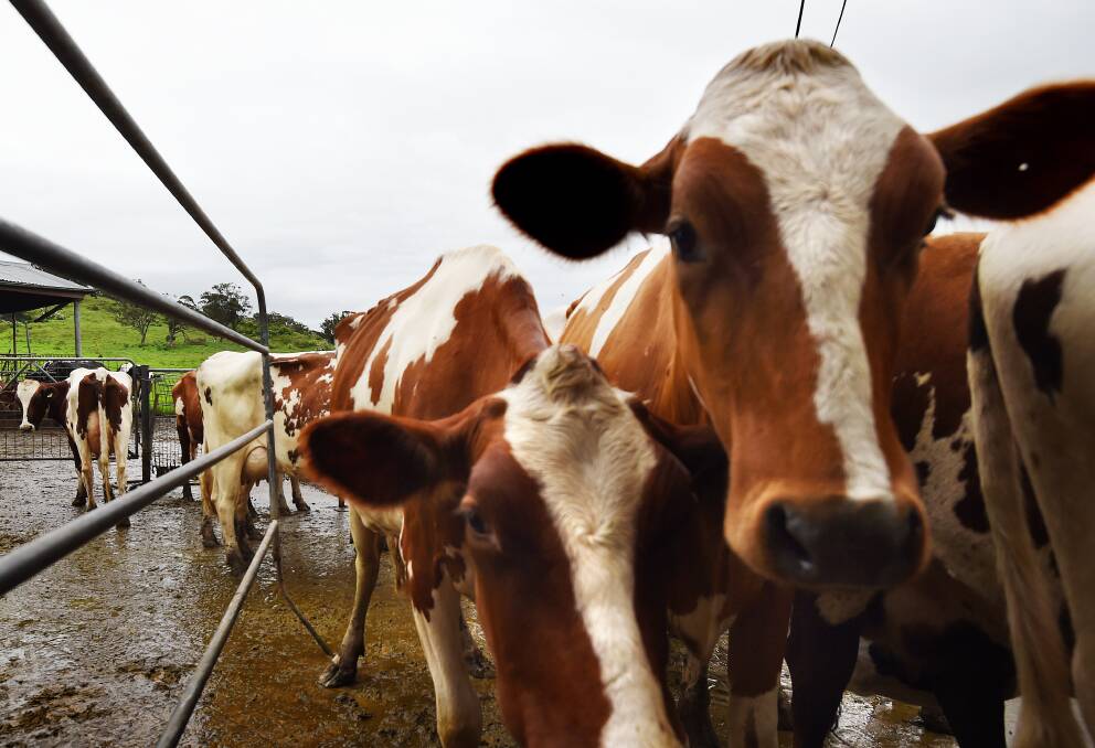 Protection: The United Dairyfarmers of Victoria wants better contracts for dairy farmers to prevent situations such as last year's dairy crisis from reoccurring.