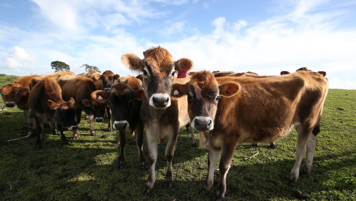 Hopes up: Rabobank is among the dairy industry analysts forecasting a more profitable milk season for farmers in 2018-2019. 