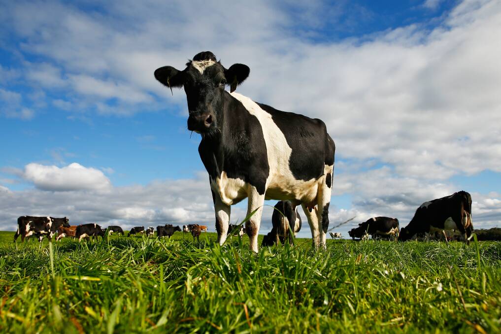 Tough climate: The 2018 Dairy Farm Monitor Report found that Victorian farm profits fell to their fifth lowest level in the project's 12-year history. 