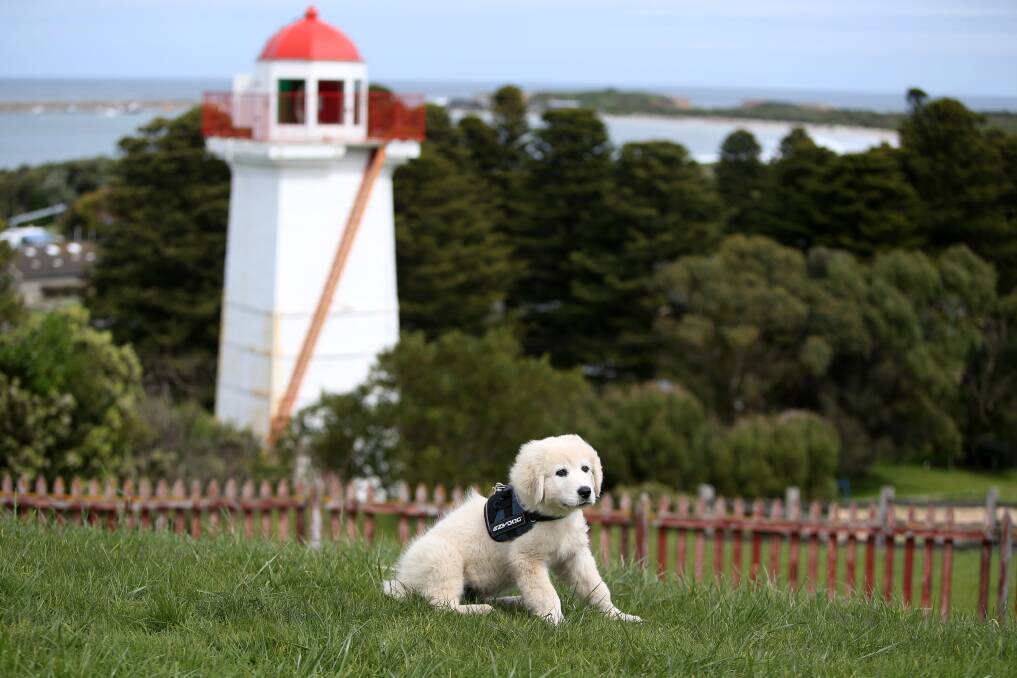 GUARDIAN AMBASSADOR: Maremma puppy Avis, pictured at Flagstaff Hill in September last year, will join Amor as ambassadors for the Middle Island Penguin Project. Picture: Amy Paton