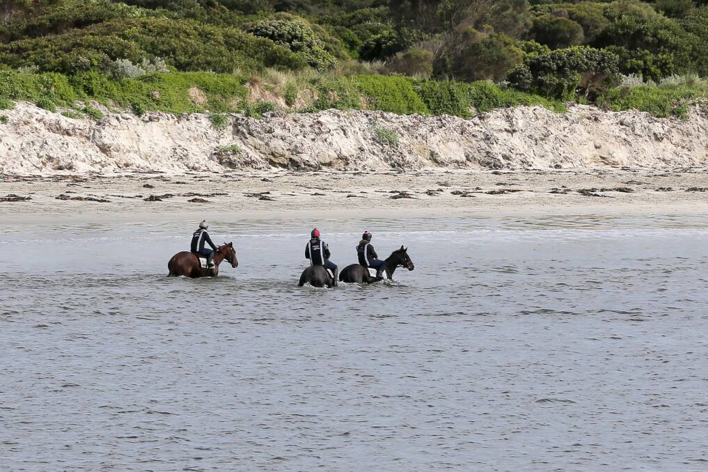 EARLY IN THE MORNING: Racehorses wade in the water of Warrnambool's Lady Bay, as part of their training regime. Picture: Rob Gunstone