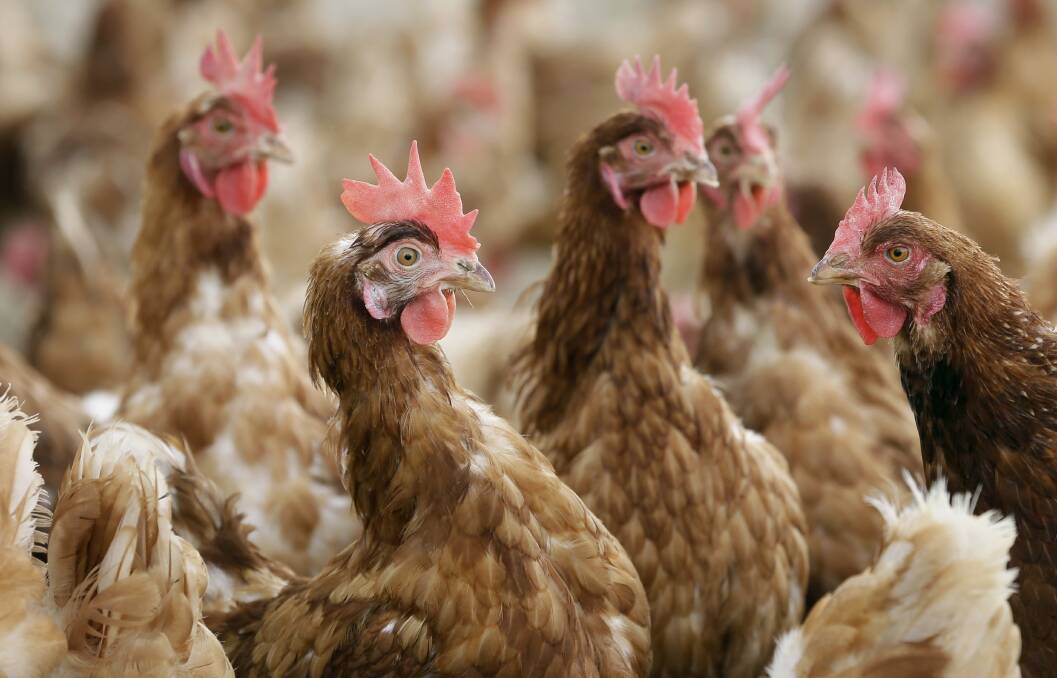 South-west poultry farmers on high alert after bird flu outbreak