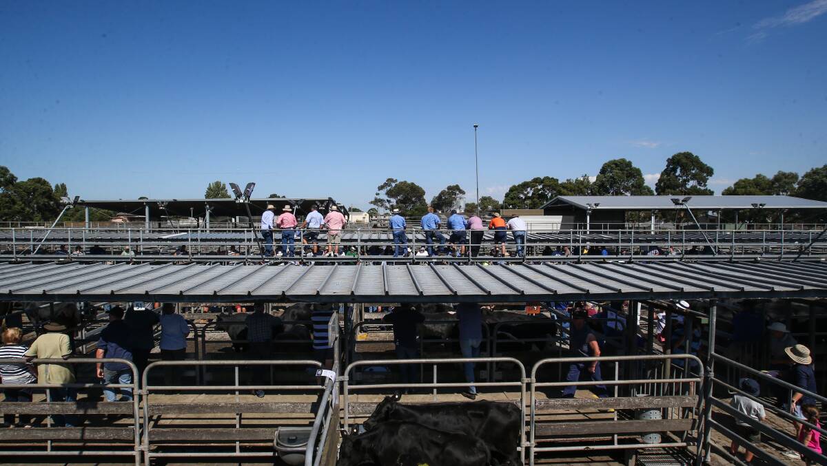 Show of support: Corangamite council says many local farmers want to continue selling at the Camperdown saleyards. 