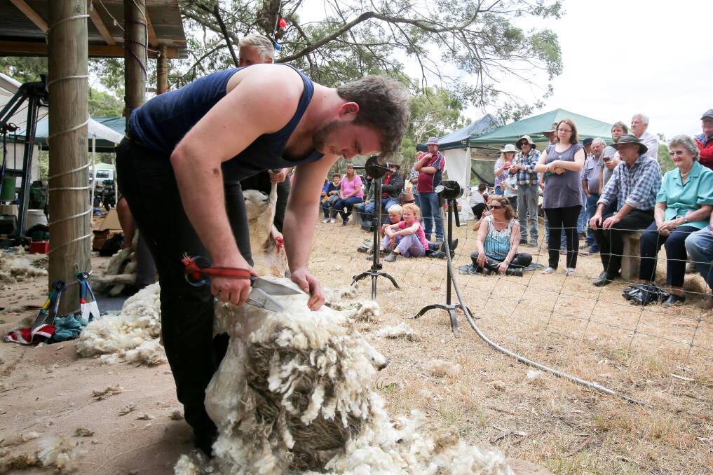 GOOD CLIP: Blade shearer Chris Coulter in action at the Orford Engine Rally last year. Blade shearing will again be a feature of this year's event. Picture: Rob Gunstone