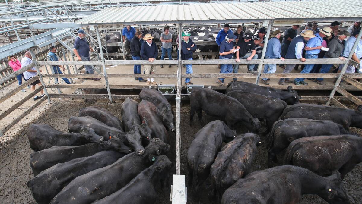 Herd contracts: National beef cattle numbers are expected to fall 3.8 per cent this year.
