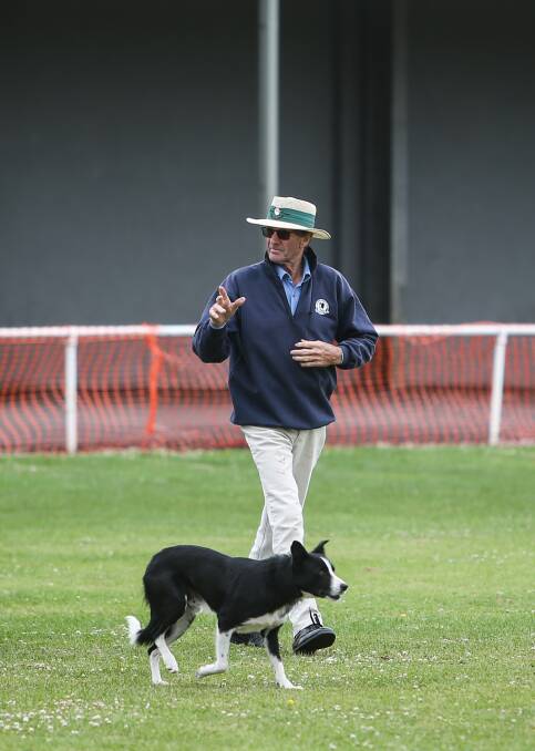 TEAM: Barry McKenzie and his dog Roseneath Flo in action at last year's Koroit Sheepdog Trials. The 2018 event starts on Tuesday. 
