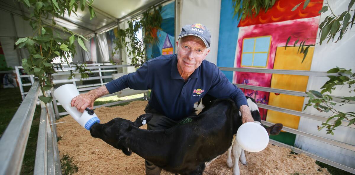 Hands full: Sungold Field Days chairman Tony Rea gives two Freisan calves a drink at the event's Pet Nursery. Picture: Amy Paton