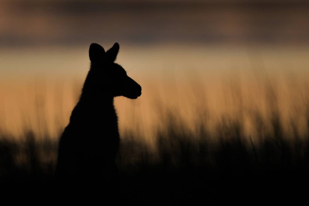 SERENE: A contented kangaroo enjoys the sunset at Tower Hill.Picture: Morgan Hancock