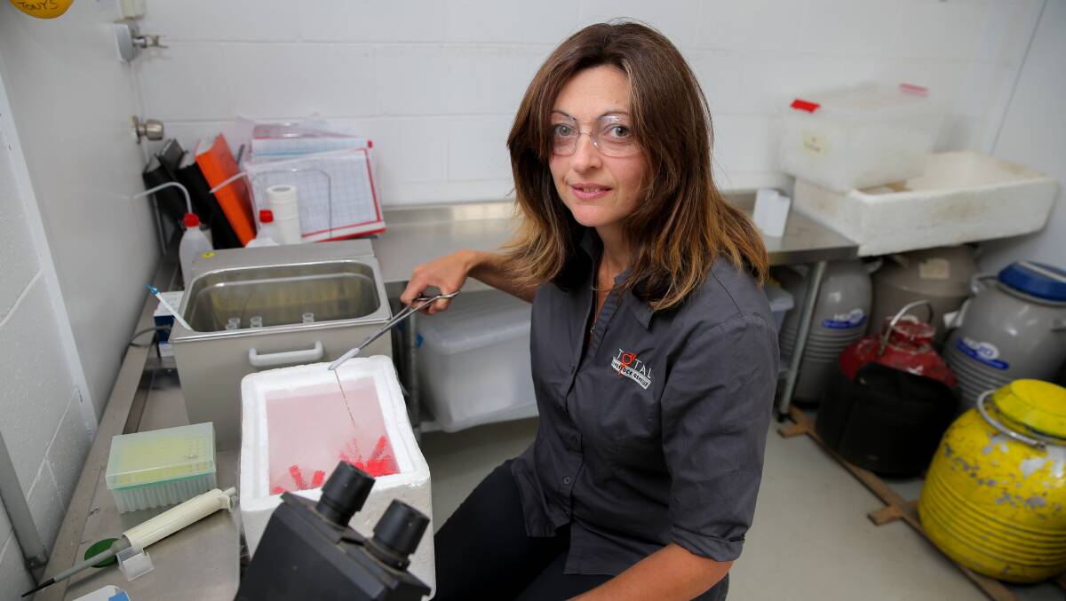 Michelle Williams works with animal genetics at Camperdown's Total Livestock Genetics firm. The firm has won an award for promoting Australian livestock genetics in China. Picture: Rob Gunstone