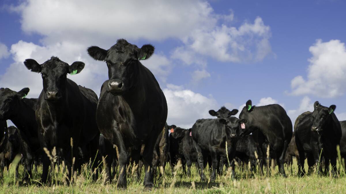 Rebuilding: Australia's beef herd is rebuilding but might take five years to return to 29 million head, according to Rabobank's latest Beef Quarterly report.