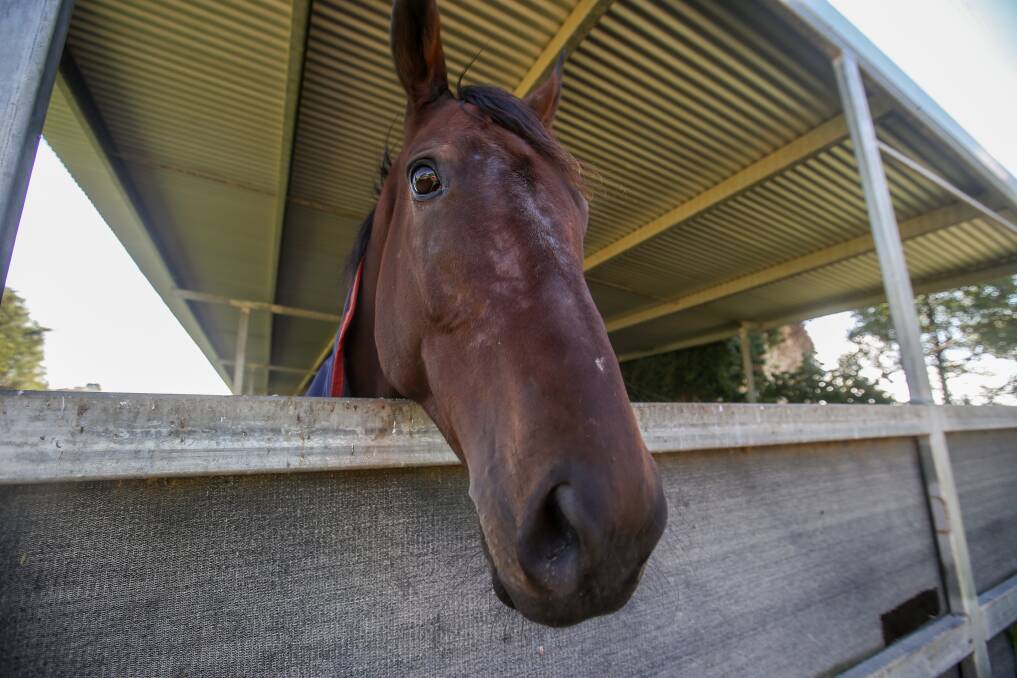 HAPPY: Dormello Mo, trained by Warrnambool trainer Simon Ryan, will race at Casterton in a steeplechase on Sunday.