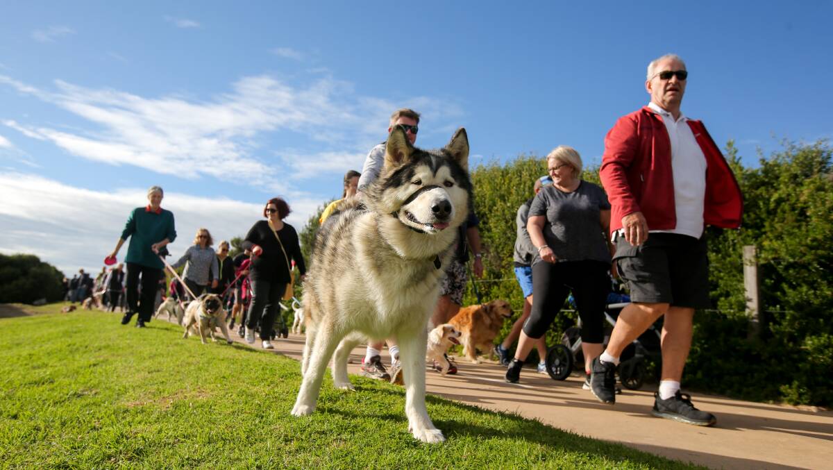 Pet power: Dogs and dog lovers will be everywhere along the Warrnambool foreshore on Sunday for the annual Million Paws Walk. Picture: Rob Gunstone