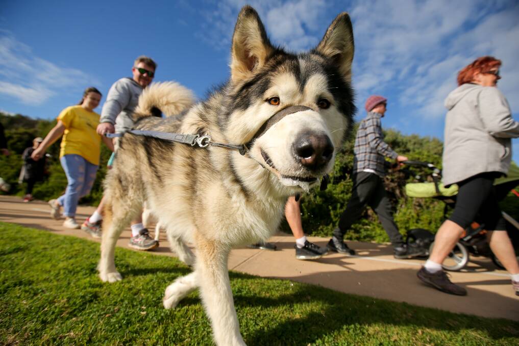 MUCH LOVED: Warrnambool City Council pet registration fees will increase. This beautiful dog took part in the city's RSPCA Million Paws Walk.