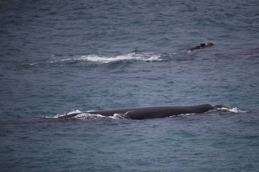 Gentle giants: Whales having a swim at Logans beach, Warrnambool last year. Picture: Morgan Hancock. 