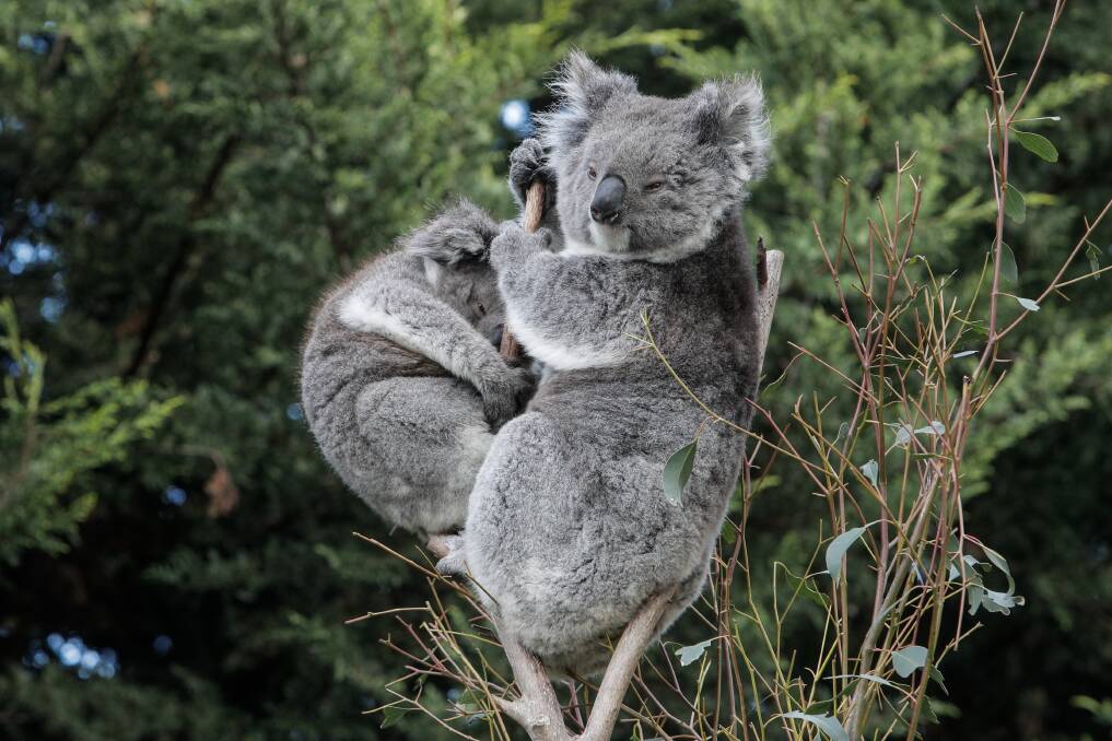 HOPE: Mosswood Wildlife Shelter owner Tracey Wilson sighted 34 koalas in Budj Bim National Park following bushfire. 