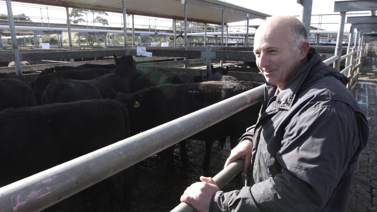 Pleased: James Taylor, of Framlingham, admires a pen of cattle he sold in January as young calves. The steers, now 10-11 month old,  fetched 348c/kg while the heifers made 322c/kg at the Warrnmabool July store cattle sale.
