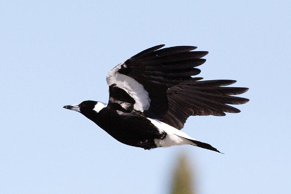 Protecting the nest: Not all magpies swoop, says expert. AAP Image/Victoria Department of Environment, Land, Water and Planning