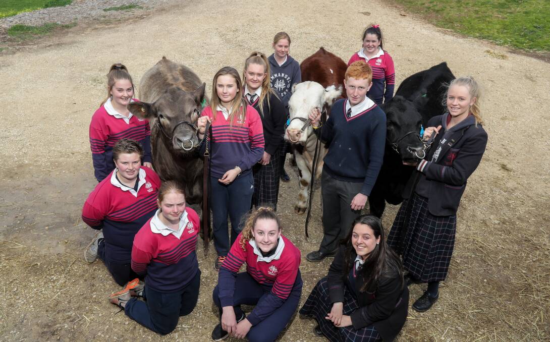Reared to go: Emmanuel College agriculture studies students will this week take steers they have reared to compete in the Royal Melbourne Show's carcase competition.  Picture: Rob Gunstone