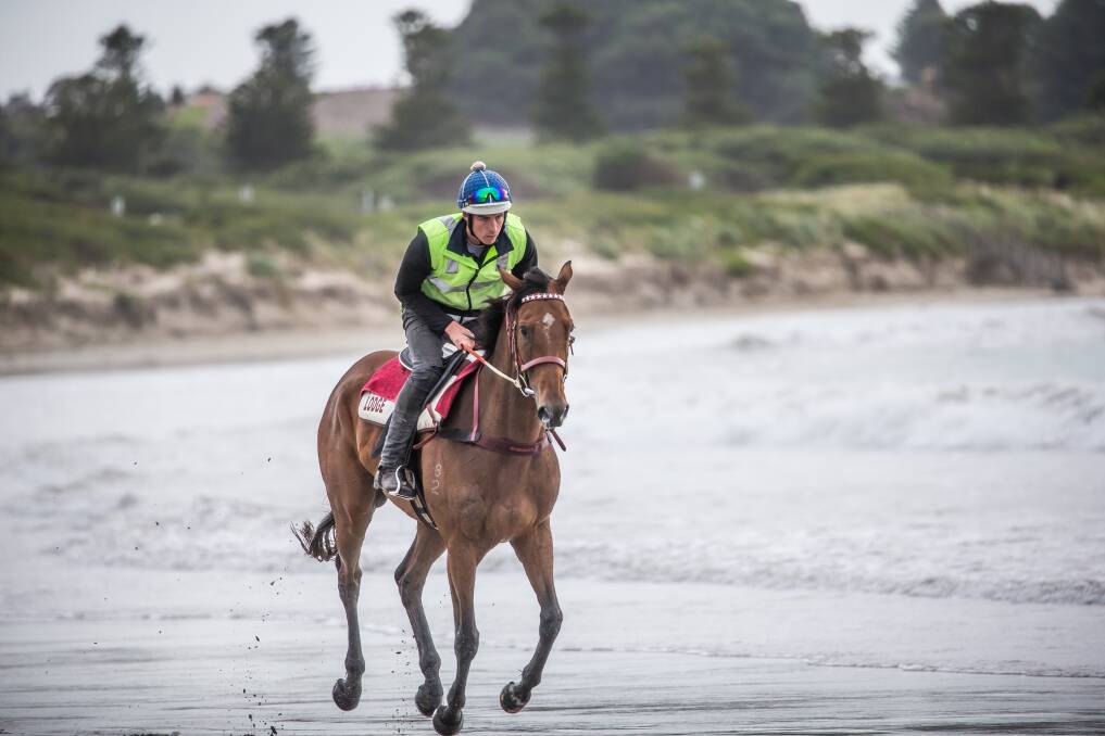 CONTENDER: Humidor, pictured at Warrnambool's Lady Bay last year, will run in the Makybe Diva Stakes at Flemington. Picture: Christine Ansorge
