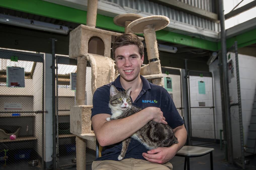 PURR-FECT:  Part time animal attendant Sam Slattery from the Warrnambool RSPCA animal shelter is hoping to re-home the 52 cats currently living at the shelter. Picture: Christine Ansorge