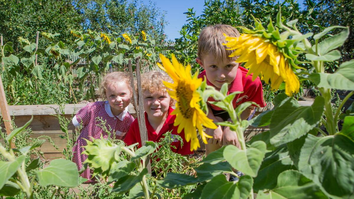 Cudgee Primary School pupils Charlotte Myroniuk, 4, Kaiden Morgan, 6, and Samuel Harrison, 6, are looking forward to their upcoming Harvest Festical. Picture: Christine Ansorge