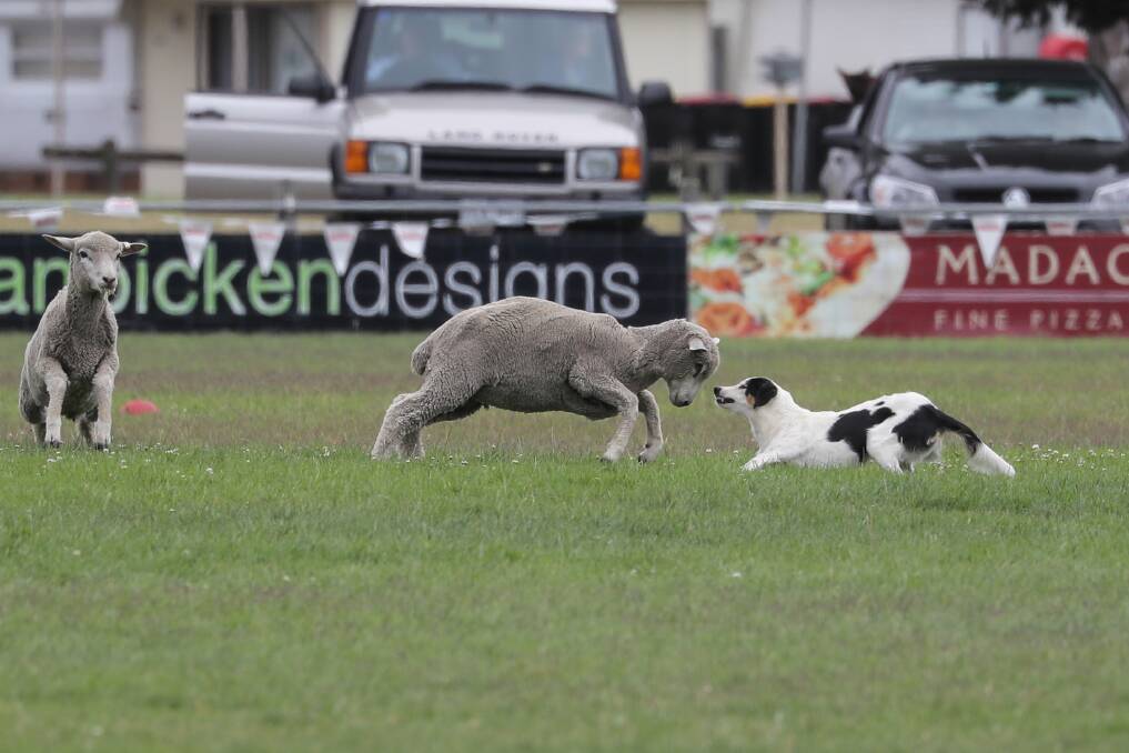 Face-off: A sheep charges working dog Stormy, owned by Billy Davidson, during his final run at last year's Commonwealth Sheepdog Trials. Picture: Rob Gunstone