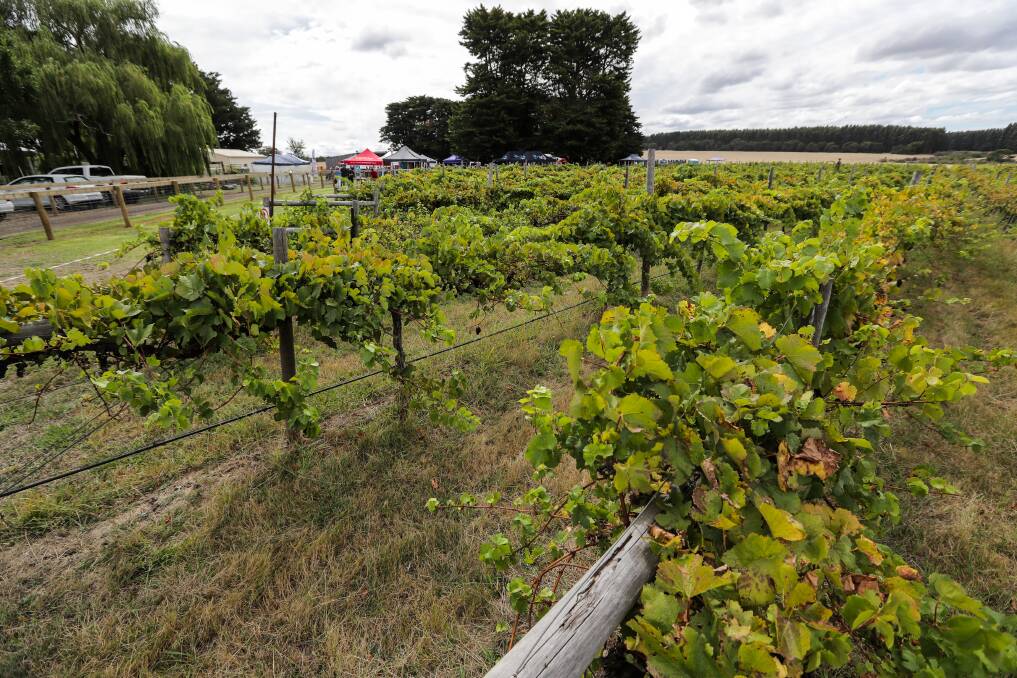PICTURESQUE: The vines lead the way into the music. Picture: Rob Gunstone